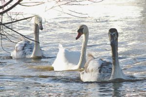 Swans on the river Avon