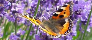 Butterfly on lavender 1024 x 551 1